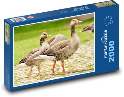 Divoké husi - Puzzle 2000 dielikov, rozmer 90x60 cm 