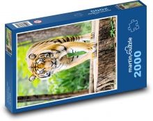 Tiger v lese Puzzle 2000 dielikov - 90 x 60 cm