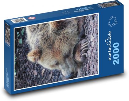 Śpiący niedźwiedź - Puzzle 2000 elementów, rozmiar 90x60 cm