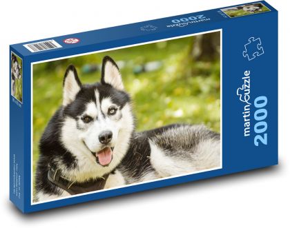 Husky - pies - Puzzle 2000 elementów, rozmiar 90x60 cm