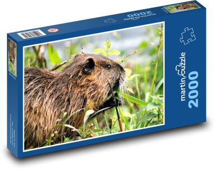 Nutria - gryzoń - Puzzle 2000 elementów, rozmiar 90x60 cm