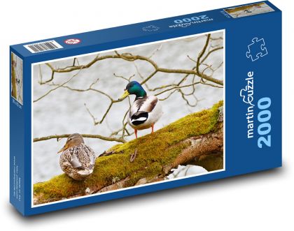 Kachny divoké  - puzzle 2000 dílků