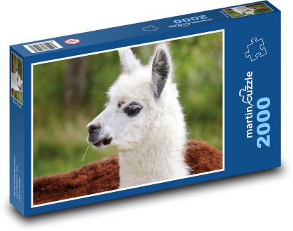 Lama - Alpaka - puzzle 2000 dílků