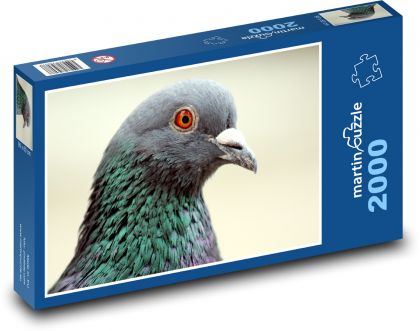 Gołąb - ptak - Puzzle 2000 elementów, rozmiar 90x60 cm