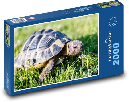 Żółw - Puzzle 2000 elementów, rozmiar 90x60 cm