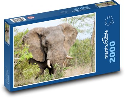 Elephant - Africa - Puzzle 2000 pieces, size 90x60 cm 