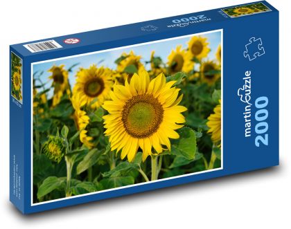 Sunflower - Puzzle 2000 pieces, size 90x60 cm 