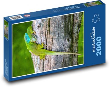 Kameleon - jaszczurka - Puzzle 2000 elementów, rozmiar 90x60 cm