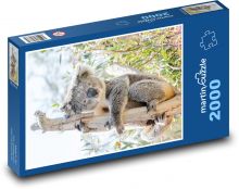 Koala - vačnatec Puzzle 2000 - 90x60 cm