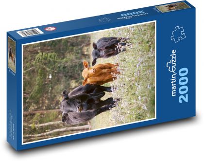 Cows - cattle - Puzzle 2000 pieces, size 90x60 cm 