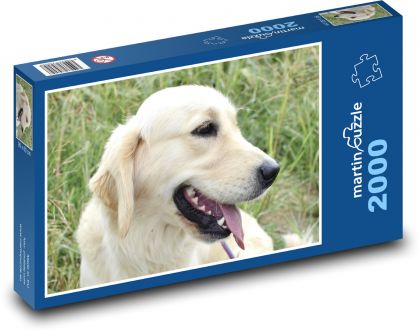 Zlatý retriever - pes - puzzle 2000 dílků
