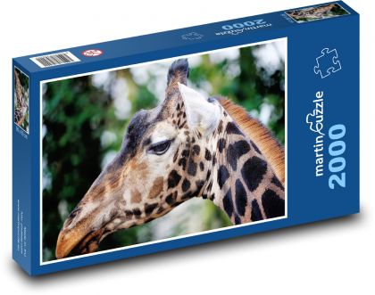 Żyrafa - Puzzle 2000 elementów, rozmiar 90x60 cm