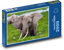 Slony - kly Puzzle 2000 dielikov - 90 x 60 cm