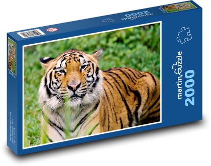 Cicavec - tiger - Puzzle 2000 dielikov, rozmer 90x60 cm 