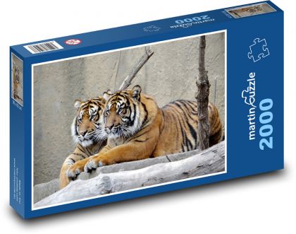 Sumaterský tygr - puzzle 2000 dílků