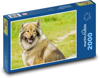 Eurasier - pies - Puzzle 2000 elementów, rozmiar 90x60 cm