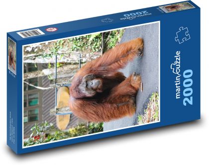 Orangutan - opice - puzzle 2000 dílků
