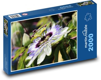 Mučenka - květina - puzzle 2000 dílků