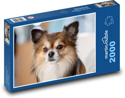 Chihuahua - pies - Puzzle 2000 elementów, rozmiar 90x60 cm