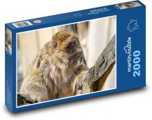 Małpa - makak Puzzle 2000 elementów - 90x60 cm