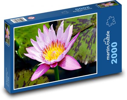 Květ - leknín - puzzle 2000 dílků