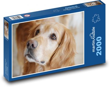 Zlatý retriever - Puzzle 2000 dielikov, rozmer 90x60 cm 
