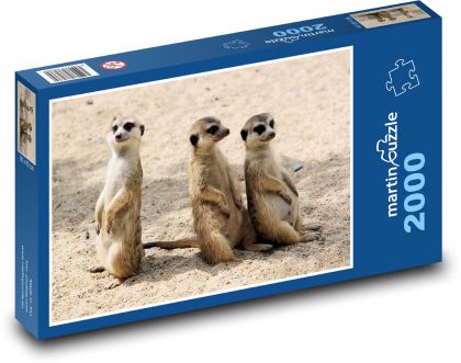 Meerkats - Puzzle 2000 pieces, size 90x60 cm 