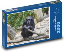 Šimpanz - opica Puzzle 2000 dielikov - 90 x 60 cm