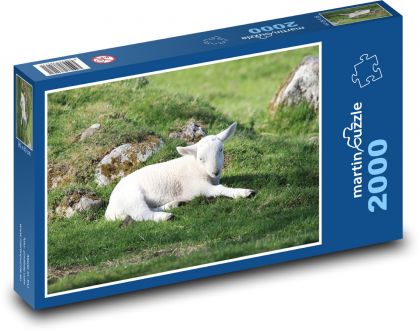 Jahňa - ovce - Puzzle 2000 dielikov, rozmer 90x60 cm 