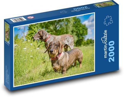 Langhaariger Dackel - Puzzle - 2000 Teile