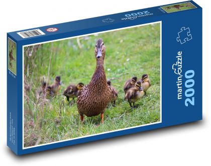 Kaczka z pisklętami - Puzzle 2000 elementów, rozmiar 90x60 cm