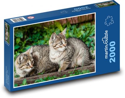 Cats - kittens - Puzzle 2000 pieces, size 90x60 cm 