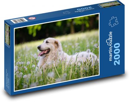 Louka - pes - puzzle 2000 dílků