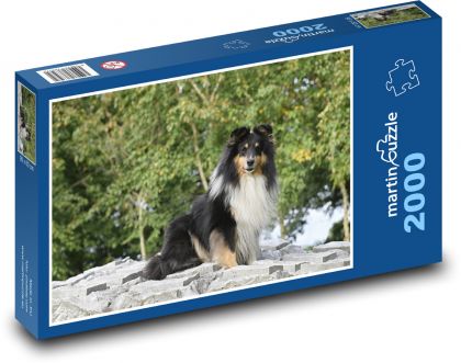 Shetlandský ovčák - pes - Puzzle 2000 dílků, rozměr 90x60 cm