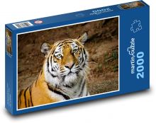 Tygr - hlava Puzzle 2000 dílků - 90 x 60 cm