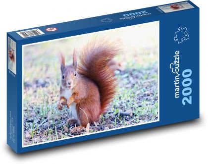 Zviera - veverička - Puzzle 2000 dielikov, rozmer 90x60 cm 
