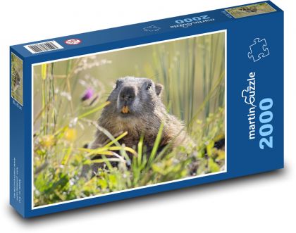 Alpen - Murmeltiere - Puzzle - 2000 Teile
