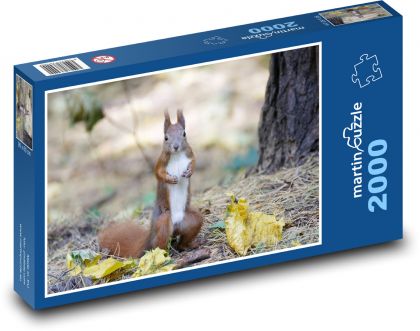 Animal - Squirrel - Puzzle 2000 pieces, size 90x60 cm 