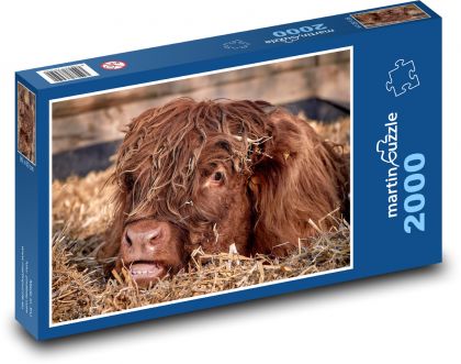 Krowa - młode bydło - Puzzle 2000 elementów, rozmiar 90x60 cm