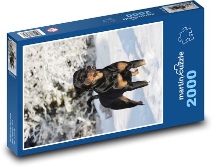 Rottweiler - pies w śniegu - Puzzle 2000 elementów, rozmiar 90x60 cm