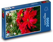 Vánoční hvězda - květina Puzzle 2000 - 90x60 cm