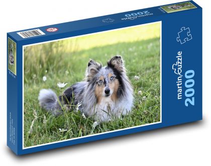 Sheltie - pes, pastier - Puzzle 2000 dielikov, rozmer 90x60 cm 