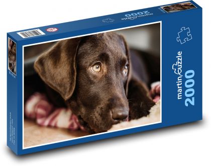 Labrador-Hund - Puzzle - 2000 Teile