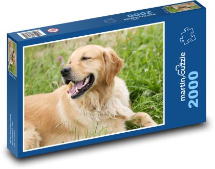 Golden Retriever - Puzzle - 2000 Teile