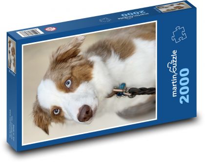 Hund - Australian Shepherd - Puzzle - 2000 Teile