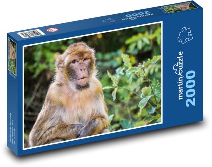 Opice - barbarský makak - puzzle 2000 dílků
