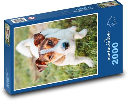 Jack russel - pes - Puzzle 2000 dielikov, rozmer 90x60 cm 