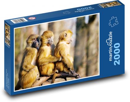 Opica - pavián - Puzzle 2000 dielikov, rozmer 90x60 cm 