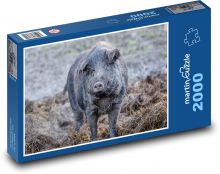 Świnia domowa Puzzle 2000 elementów - 90x60 cm