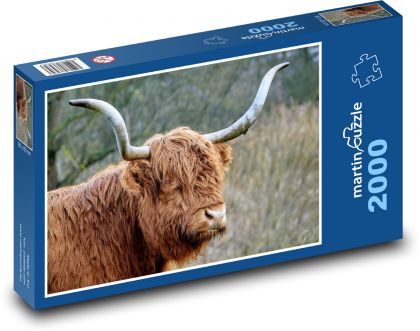 Highland cattle - cow - Puzzle 2000 pieces, size 90x60 cm 